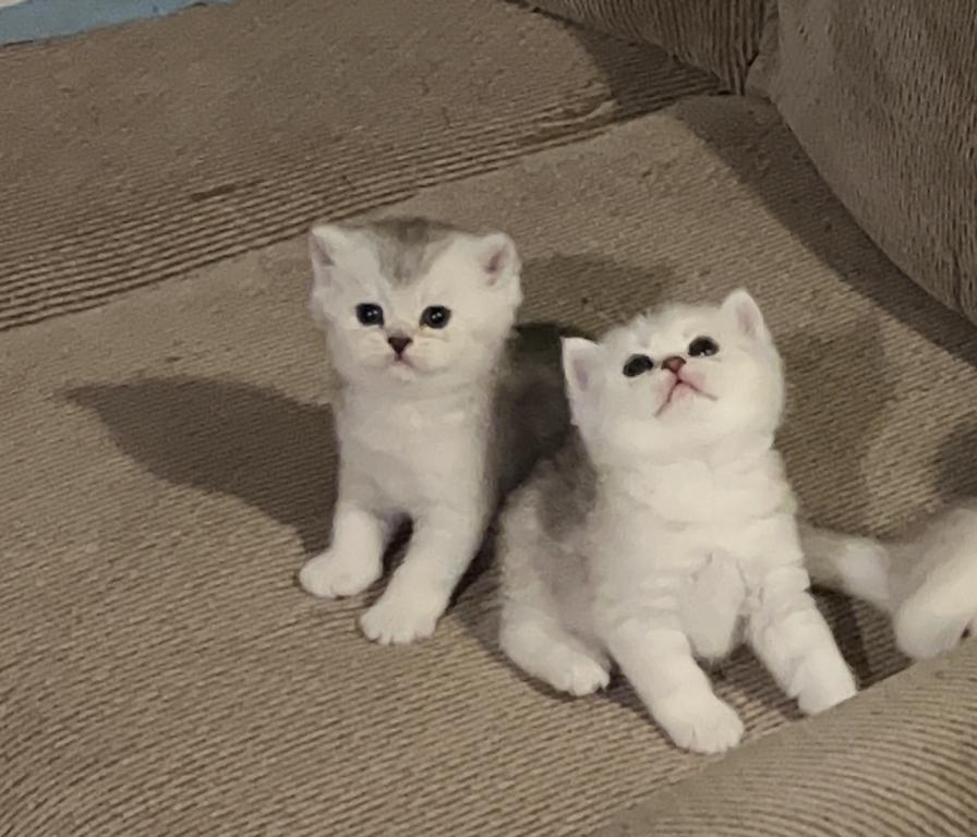 British Silver Chinchilla Kittens photo 17