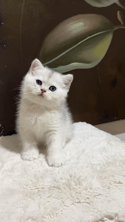 British Silver Chinchilla Kittens photo 4