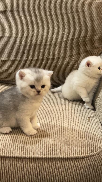 British Silver Chinchilla Kittens photo 13