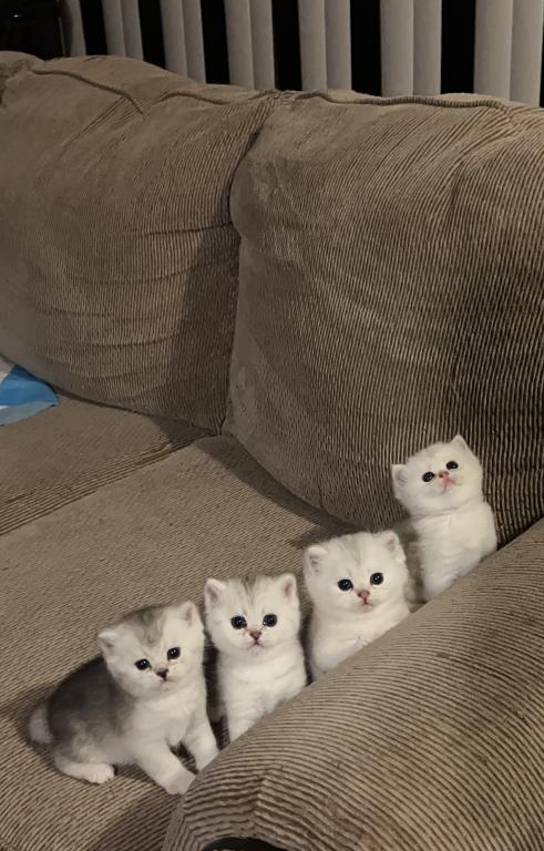 British Silver Chinchilla Kittens photo 15