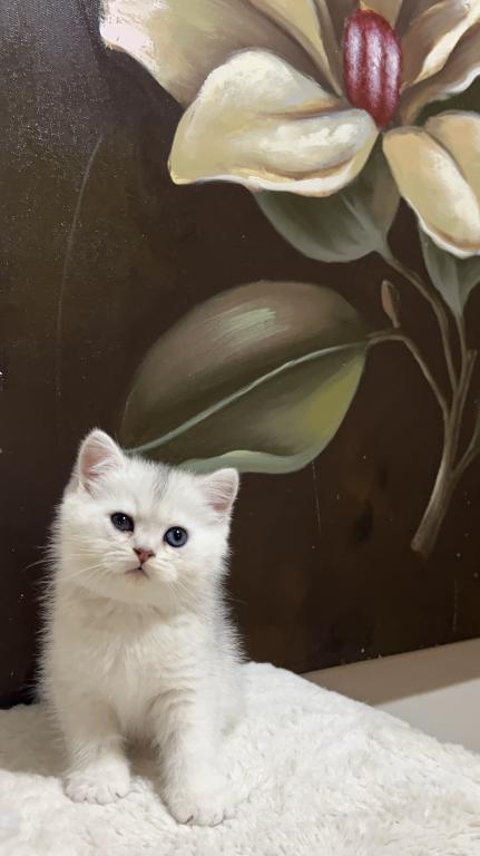 British Silver Chinchilla Kittens photo 3