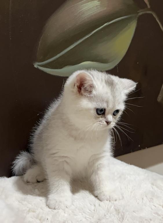 British Silver Chinchilla Kittens photo 10