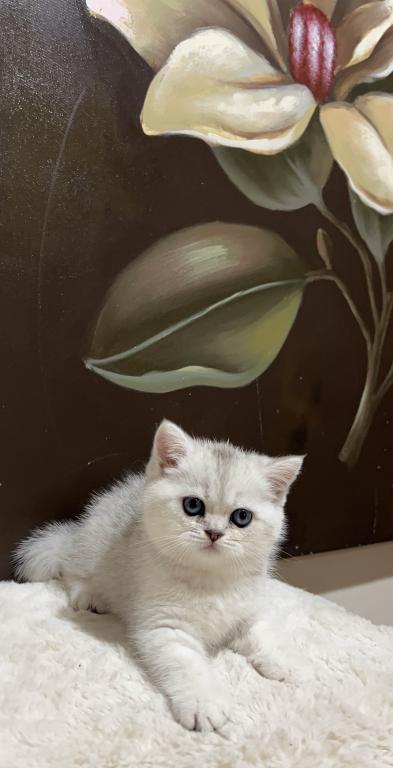 British Silver Chinchilla Kittens photo 8