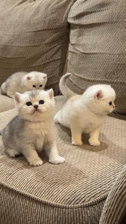 British Silver Chinchilla Kittens photo 12