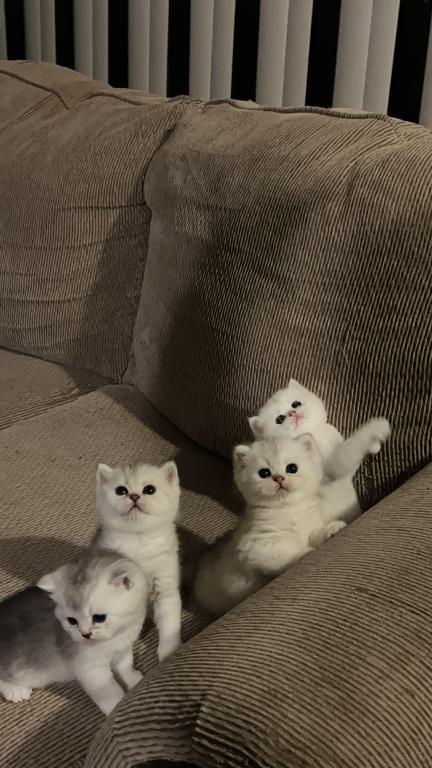 British Silver Chinchilla Kittens photo 14