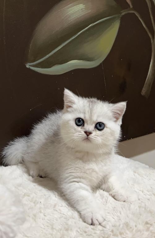 British Silver Chinchilla Kittens photo 9