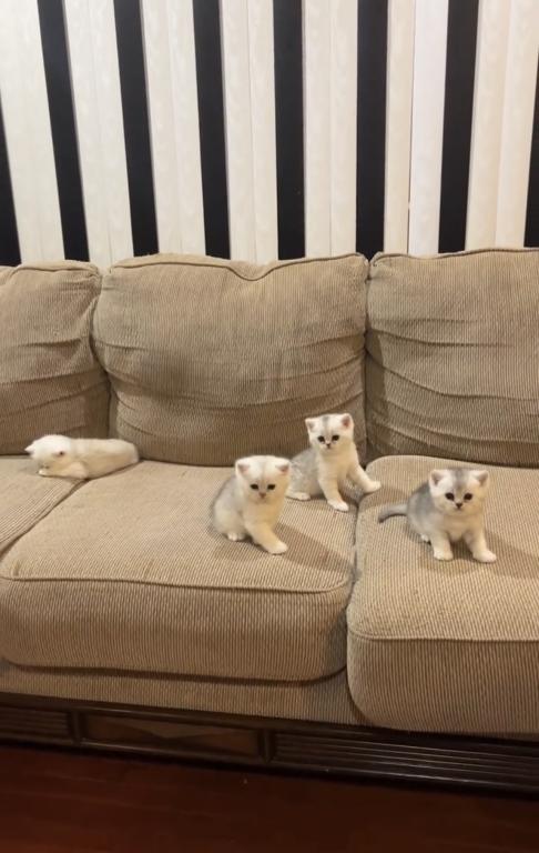 British Silver Chinchilla Kittens photo 16