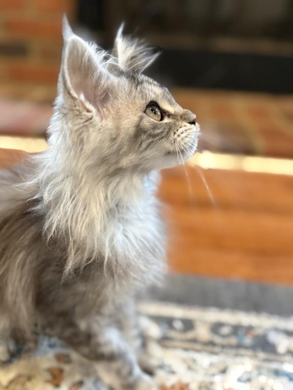 Wednesday Black Silver Tabby photo 3