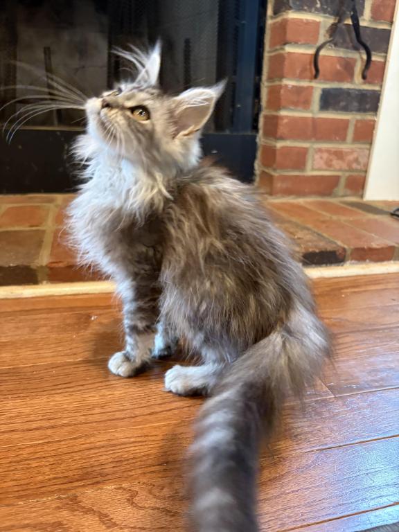 Wednesday Black Silver Tabby photo 2