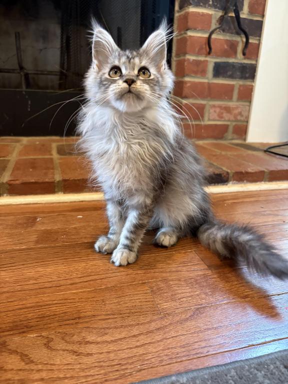 Wednesday Black Silver Tabby photo 1