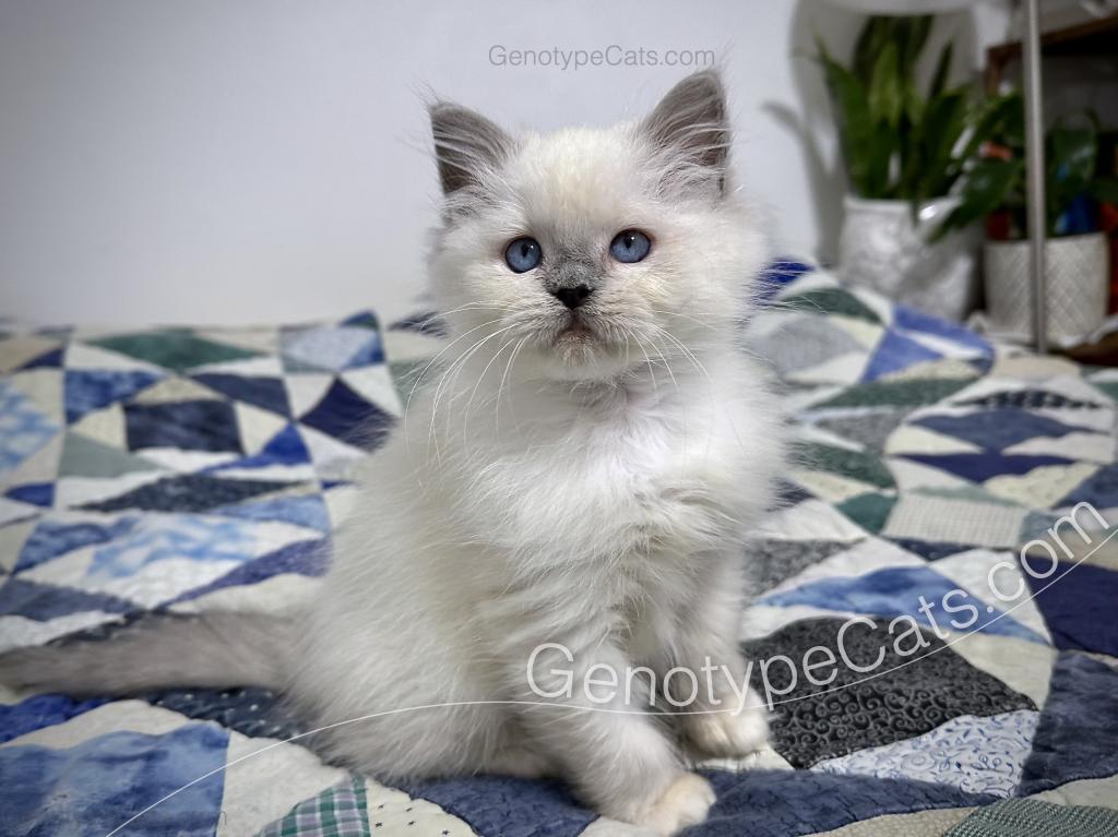 Narcissa photo 14