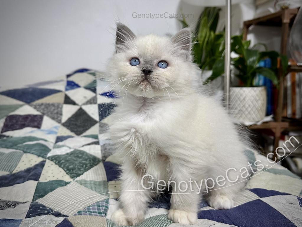 Narcissa photo 2