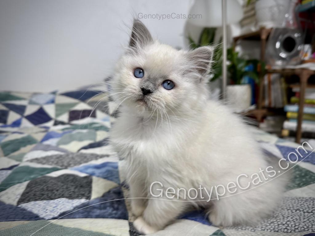 Narcissa photo 16