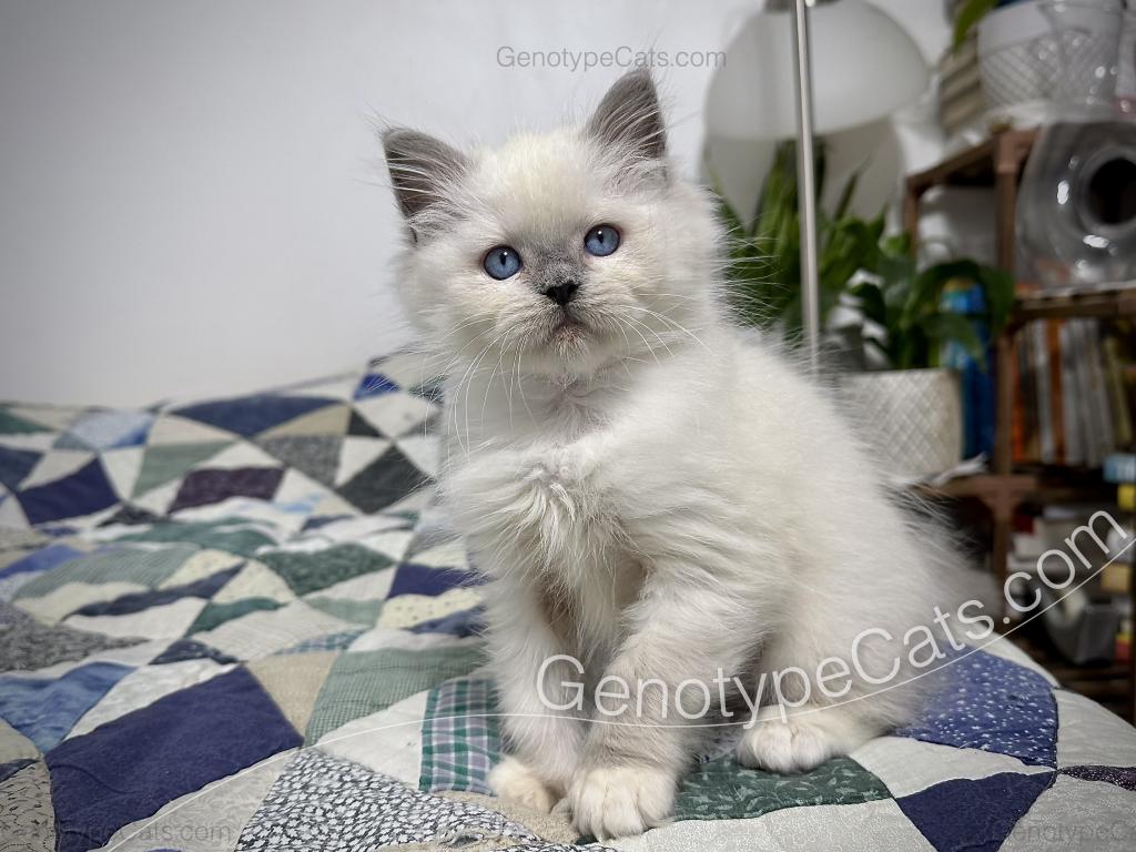 Narcissa photo 6