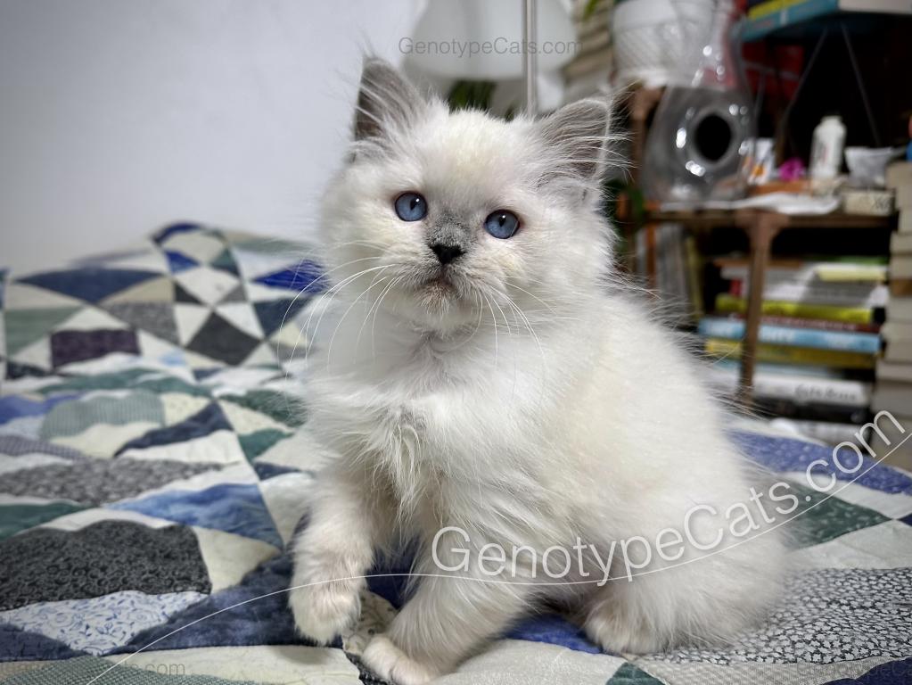 Narcissa photo 15