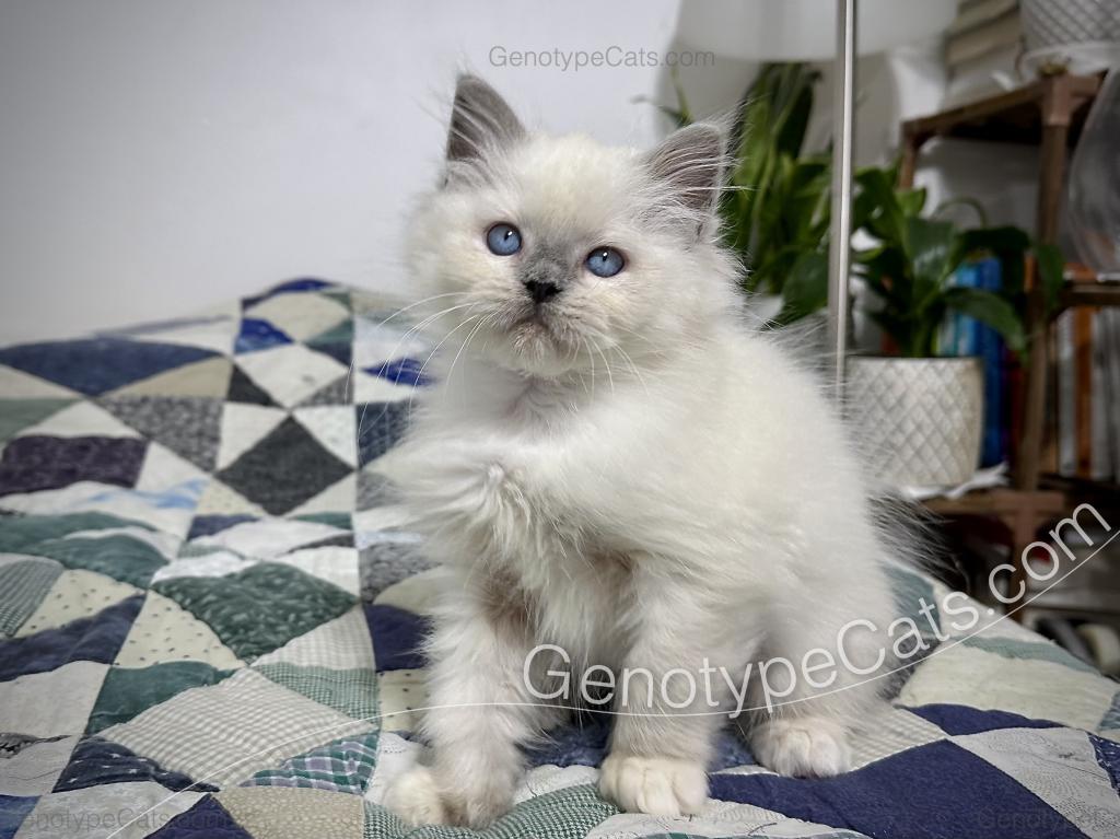 Narcissa photo 3