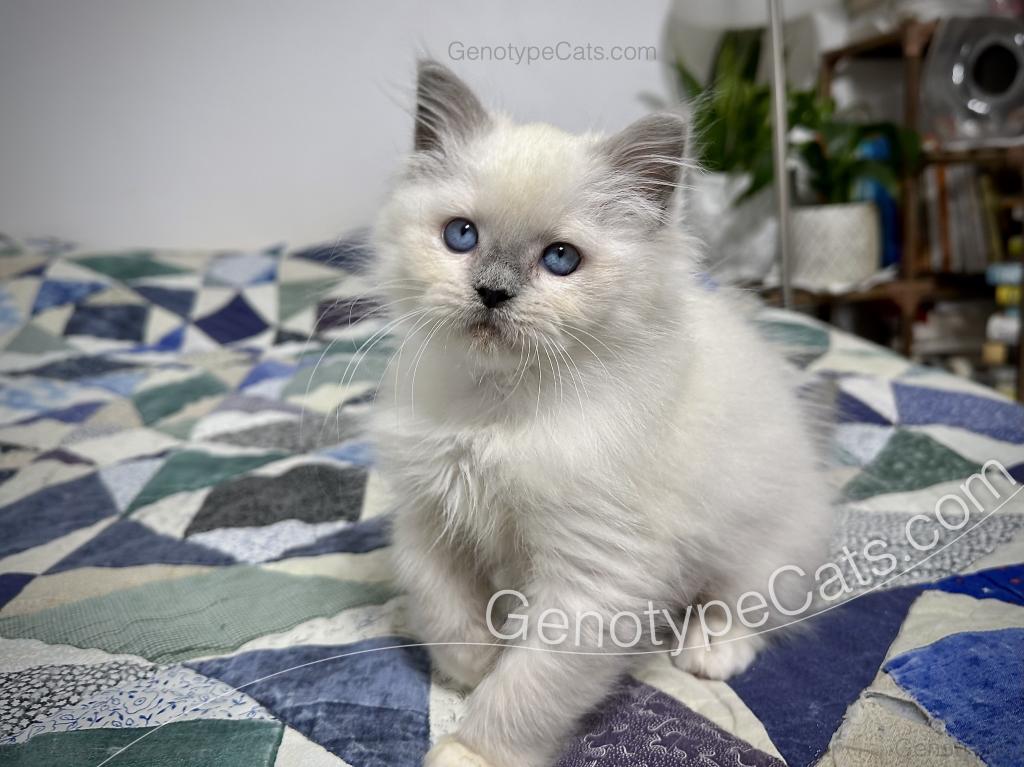 Narcissa photo 11