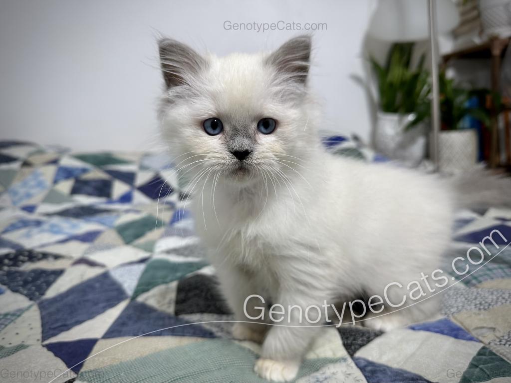 Narcissa photo 13