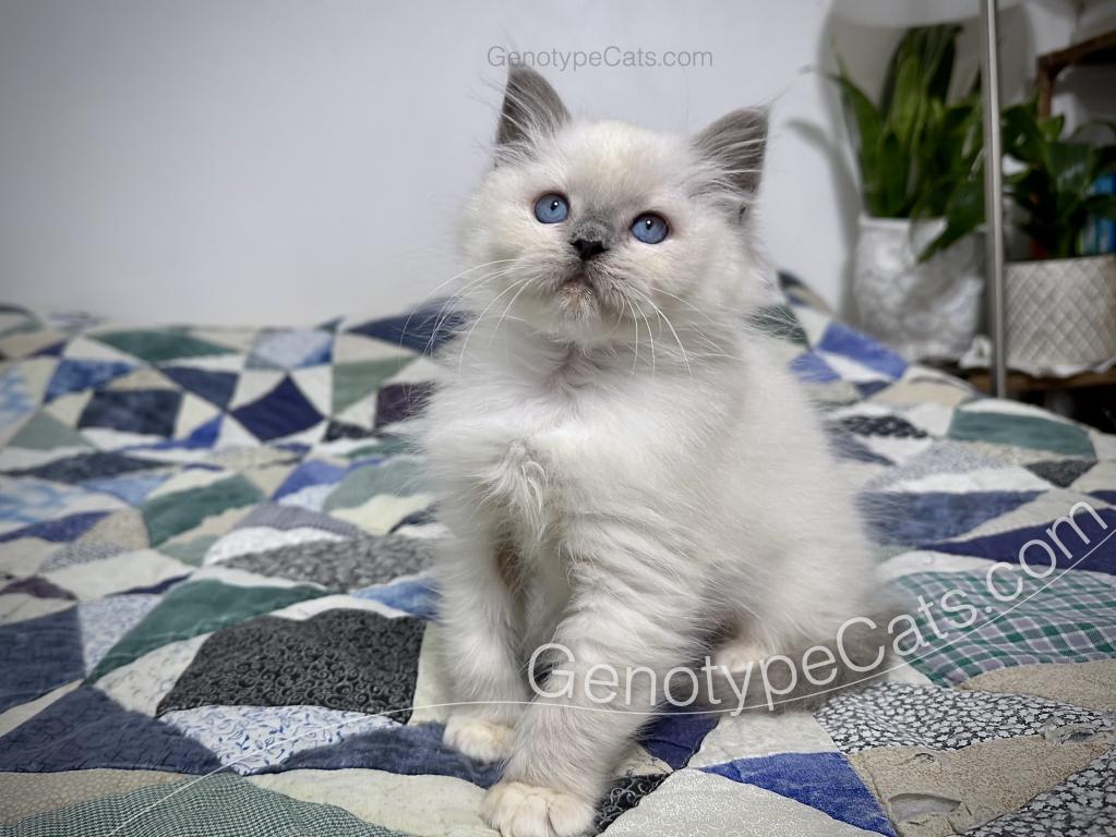 Narcissa photo 17