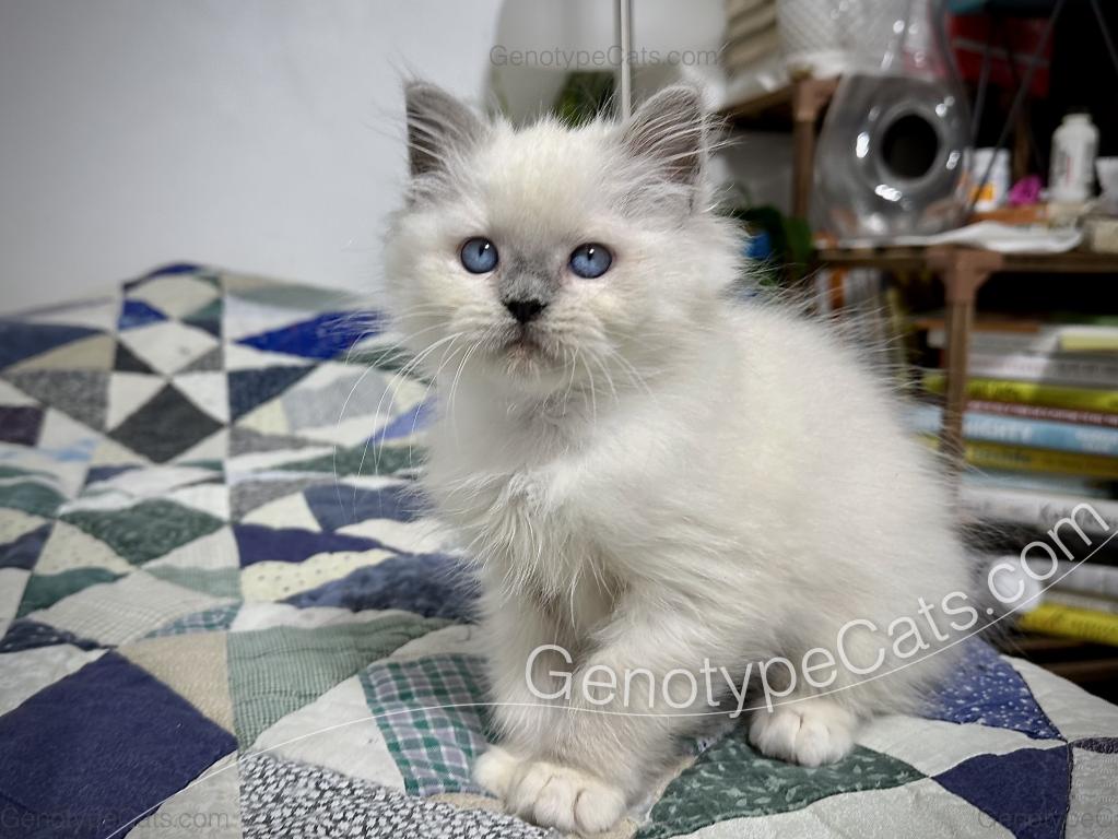 Narcissa photo 7