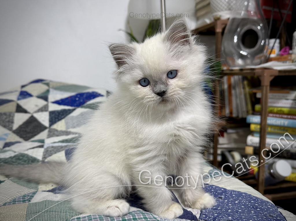 Narcissa photo 4