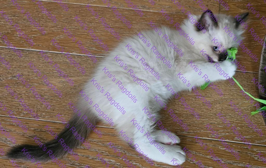 Luke Seal Mitted Ragdoll Kitten photo 2