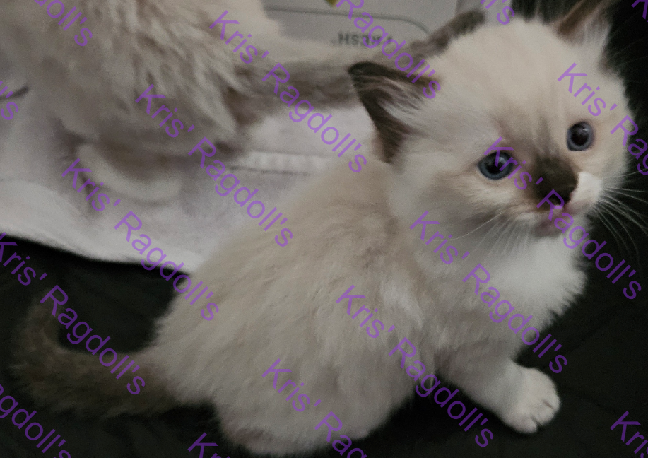 Luke Seal Mitted Ragdoll Kitten photo 4