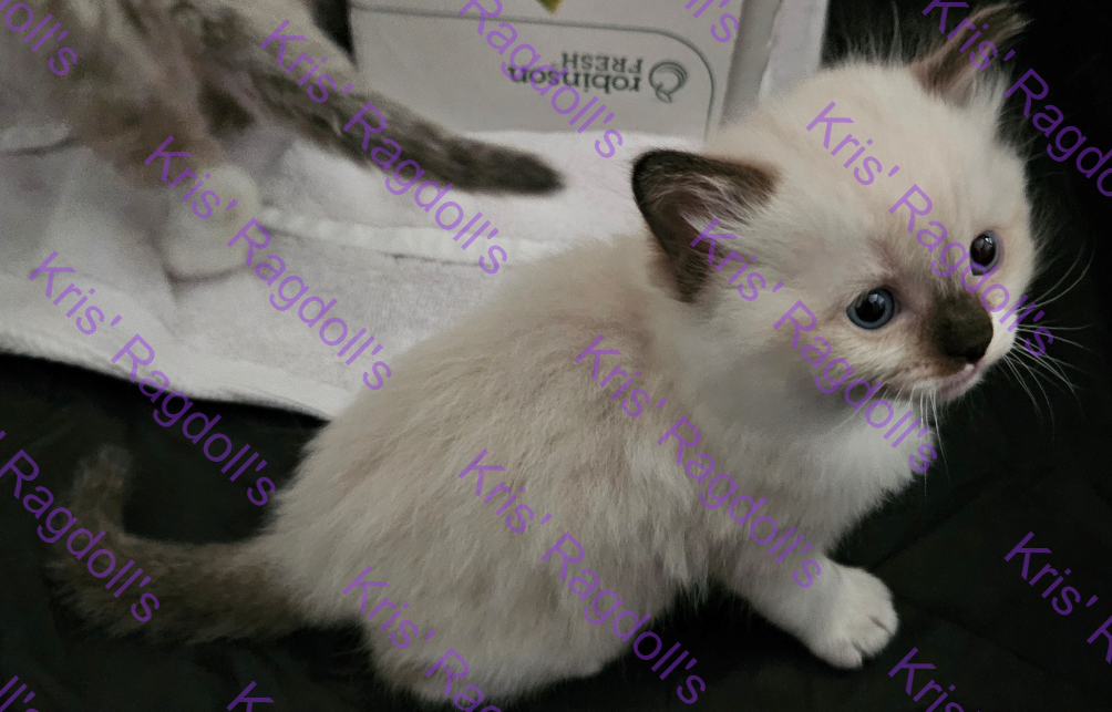Luke Seal Mitted Ragdoll Kitten photo 3