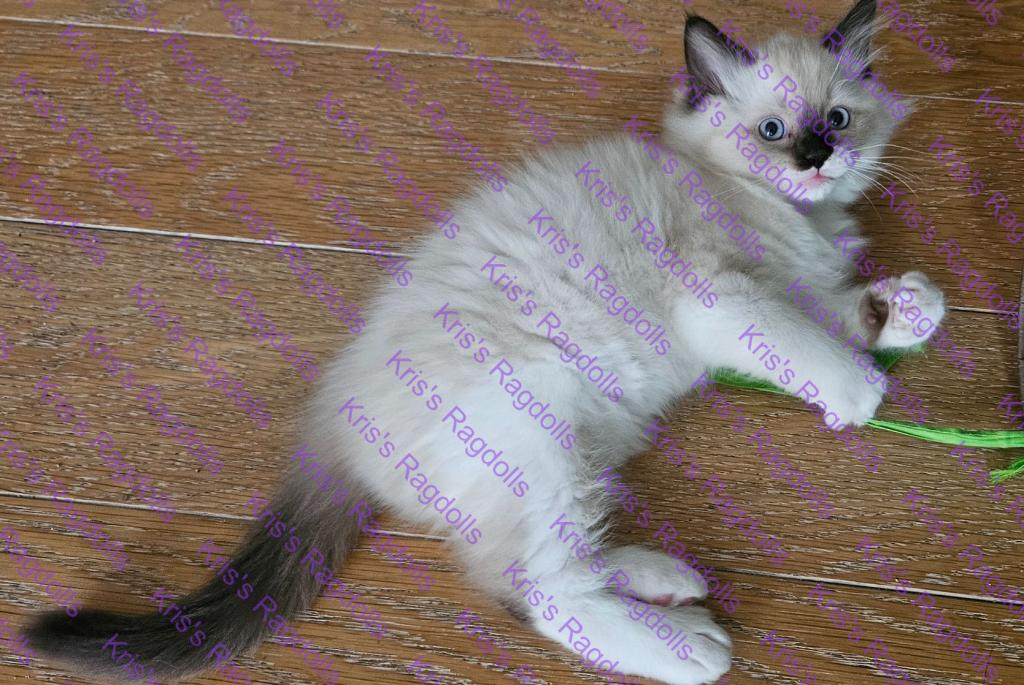 Luke Seal Mitted Ragdoll Kitten photo 1