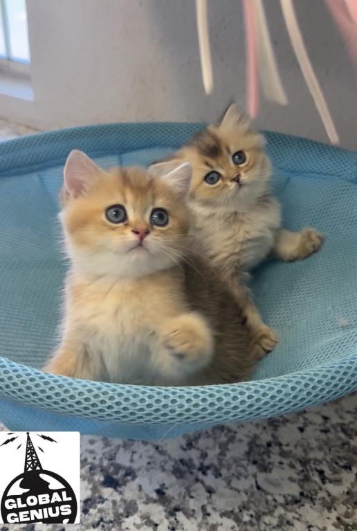 British Longhair Male & British Shorthair Female photo 1