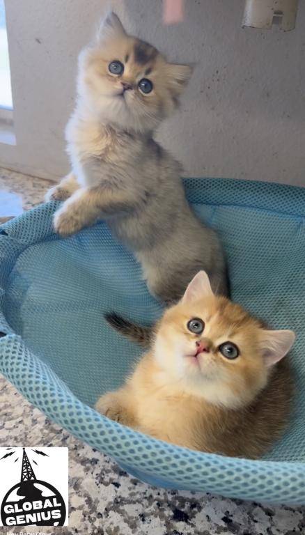 British Longhair Male & British Shorthair Female photo 2