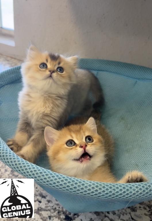 British Longhair Male & British Shorthair Female photo 5