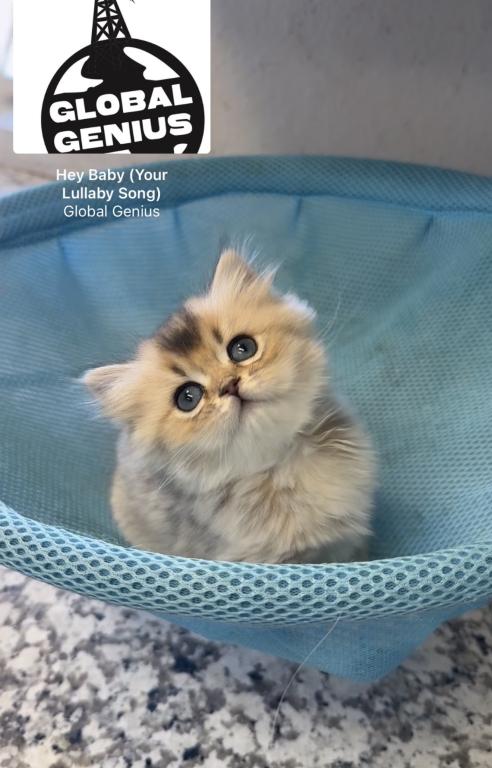 British Longhair Male & British Shorthair Female photo 3