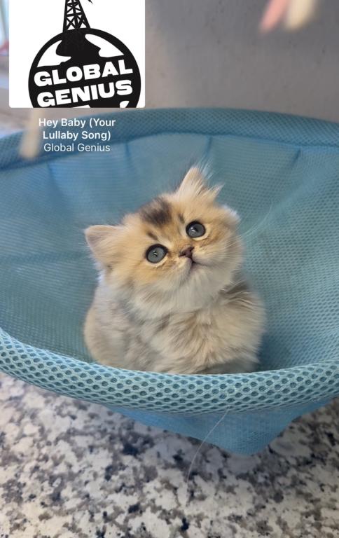 British Longhair Male & British Shorthair Female photo 4
