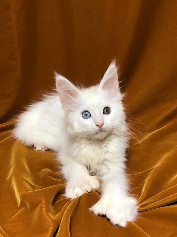 Female Poly Maine Coon Ember photo 2