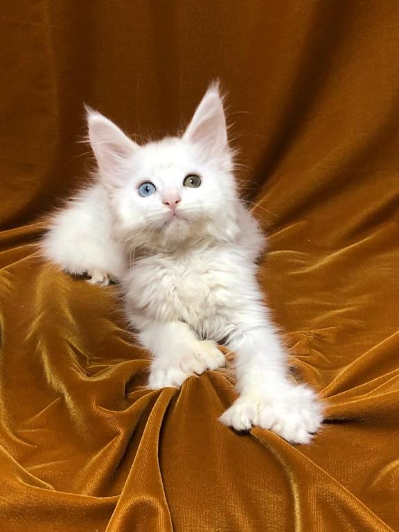 Female Poly Maine Coon Ember photo 1