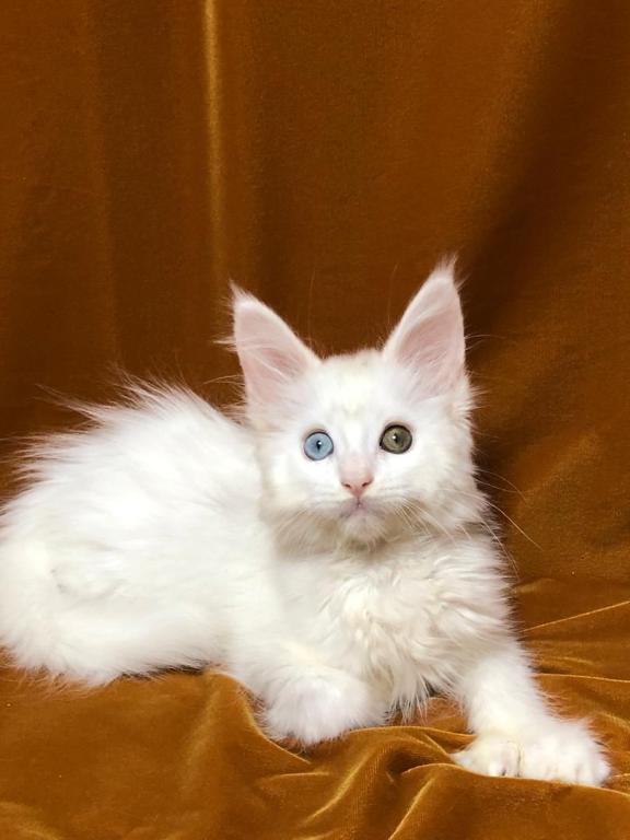 Female Poly Maine Coon Ember photo 4
