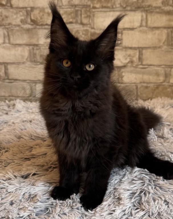 Maine Coon Kittens photo 6
