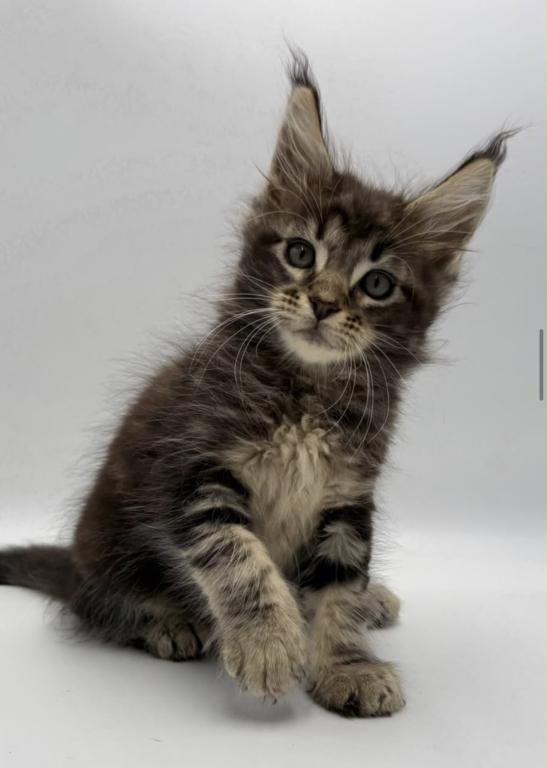Maine Coon Kittens photo 5