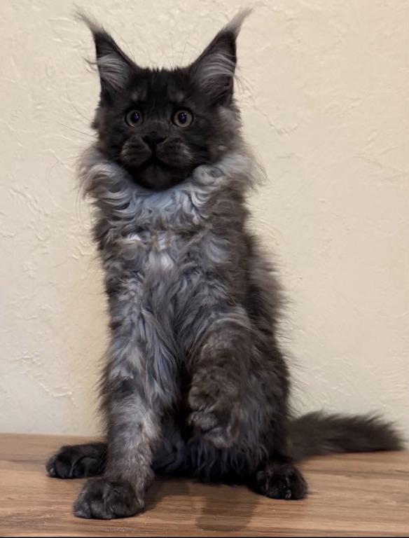 Maine Coon Kittens photo 7