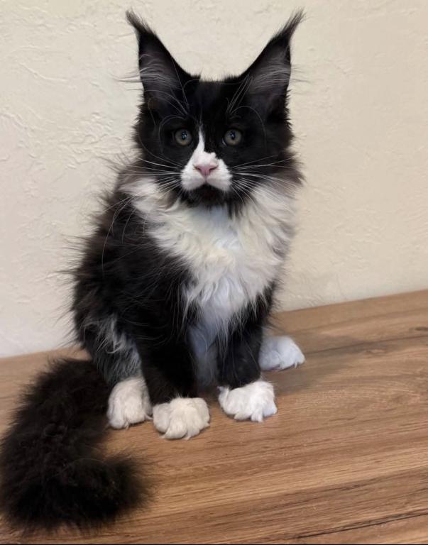 Maine Coon Kittens photo 8