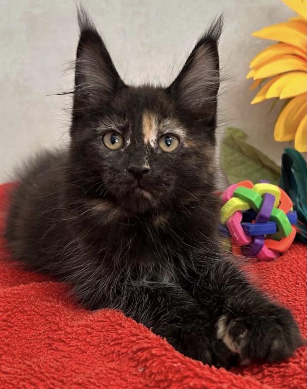 Maine Coon Kittens photo 10