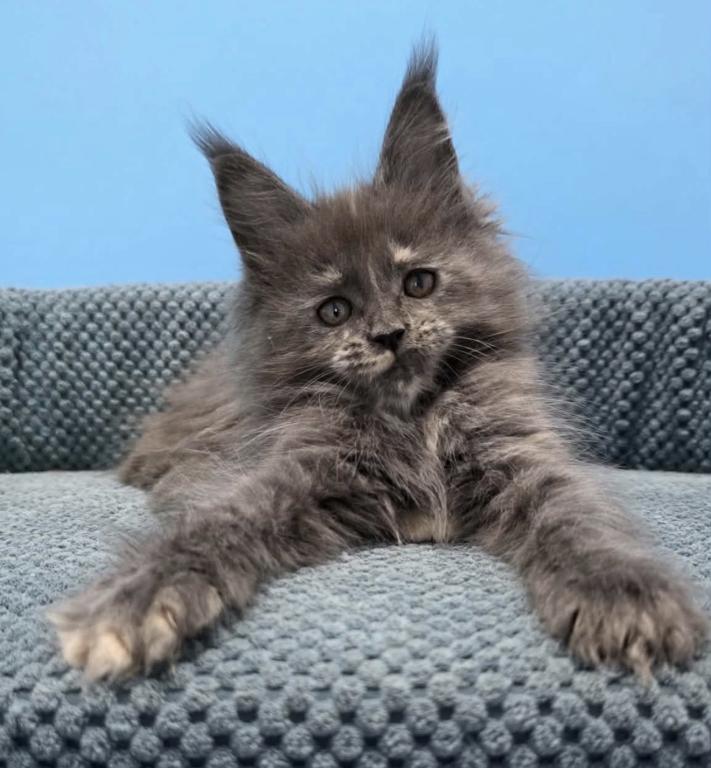 Maine Coon Kittens photo 4