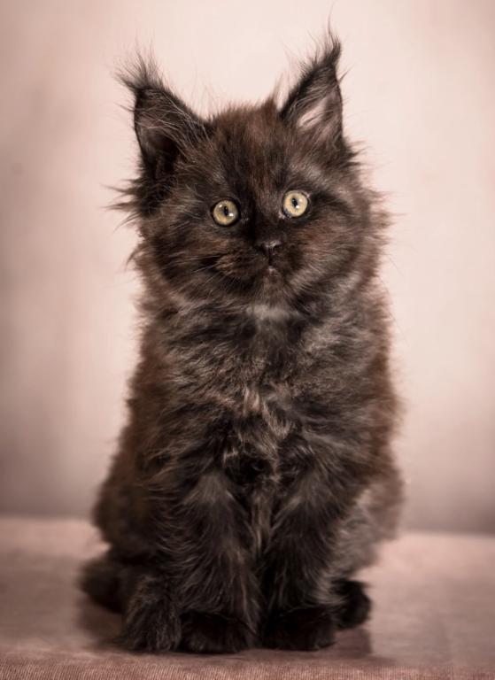Maine Coon Kittens photo 1