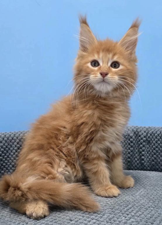 Maine Coon Kittens photo 2