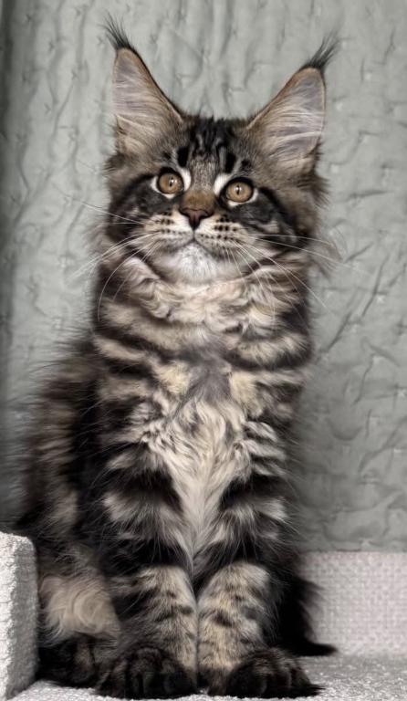 Maine Coon Kittens photo 9