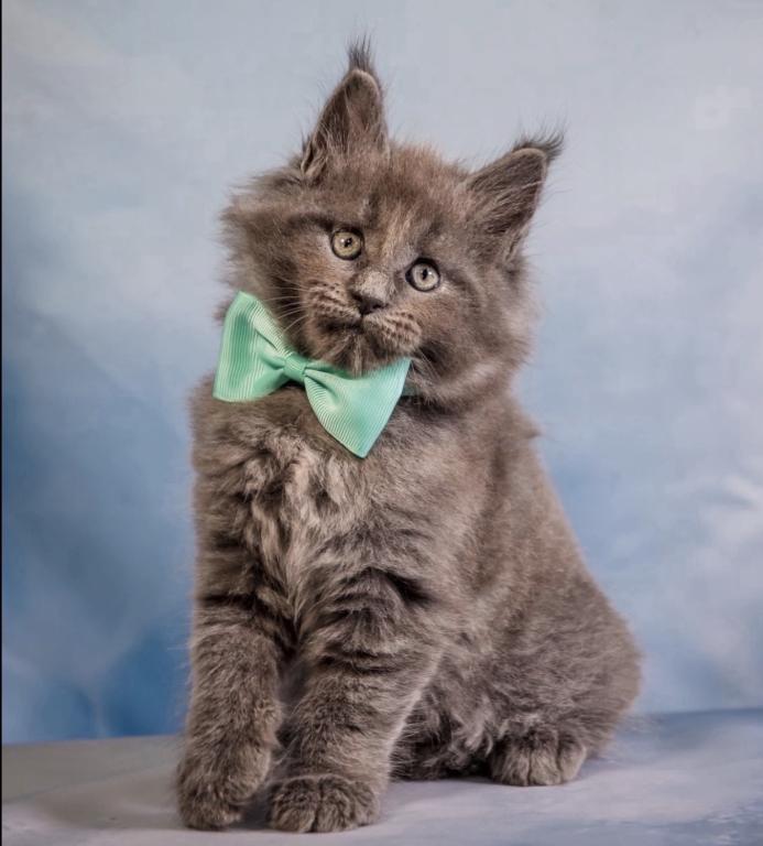 Maine Coon Kittens photo 3