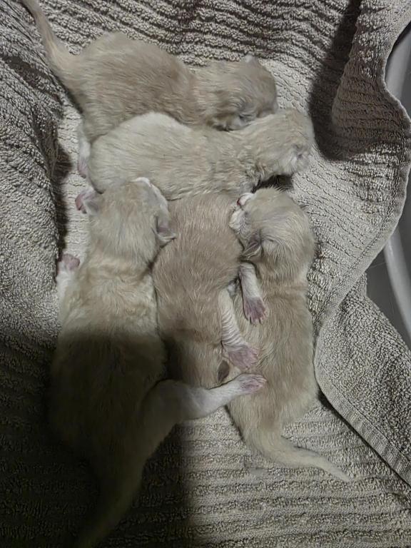Tundra X Toffee photo 2