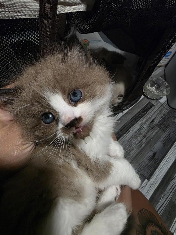 Tundra X Toffee