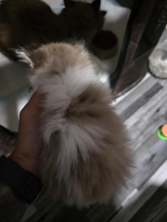 Tundra X Toffee photo 4